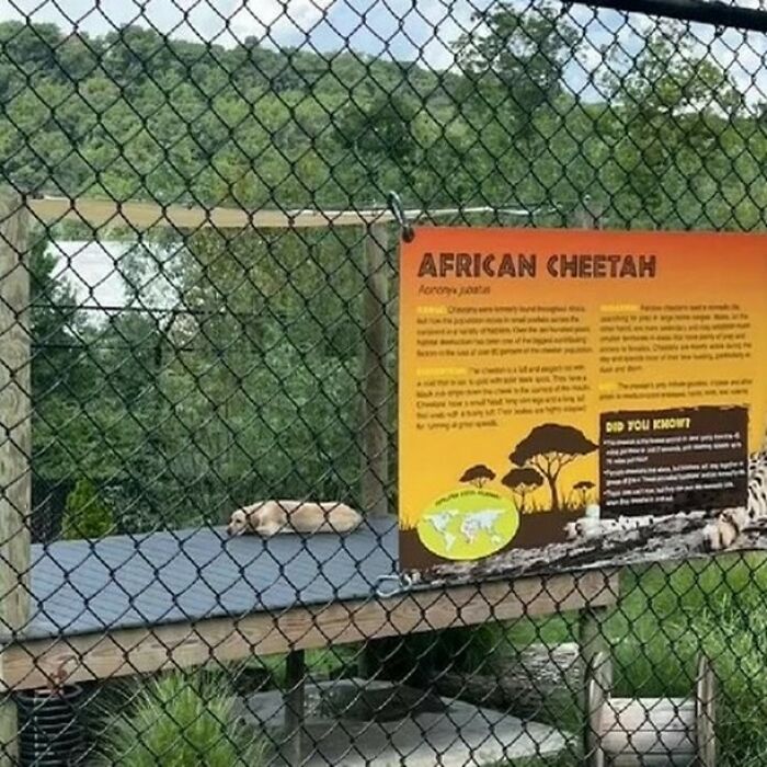 Animals-Places-They-Shouldnt-Be-Pics