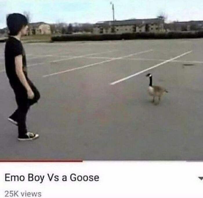 Animals-Places-They-Shouldnt-Be-Pics