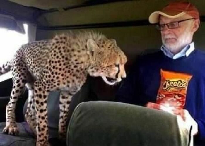 Animals-Places-They-Shouldnt-Be-Pics