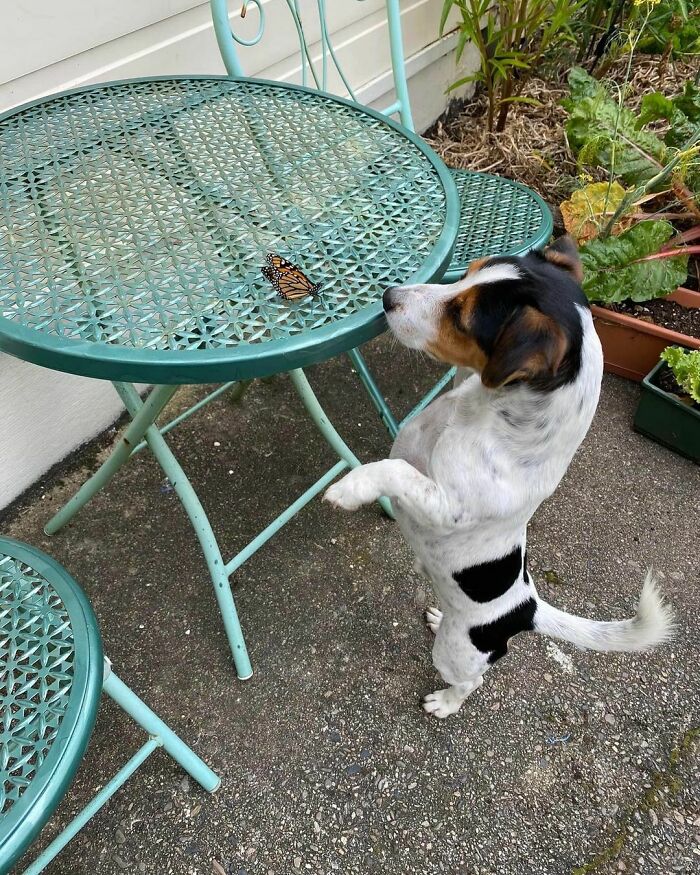 Dog looking at a butterfly