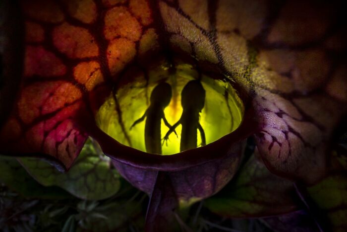 Close-Up Photographer Of The Year 2022 And Winner In The Category Of Animals: "Nature’s Pitfall" By Samantha Stephens