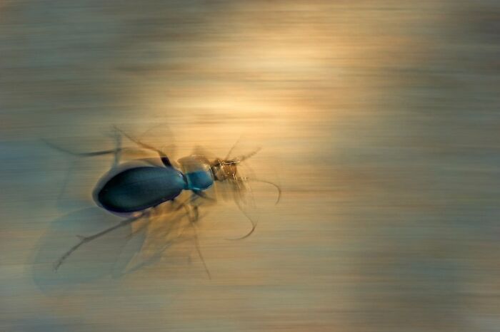 2nd Place In The Category Of Insects: "Violet Ghost" By Bernard Van Elegem