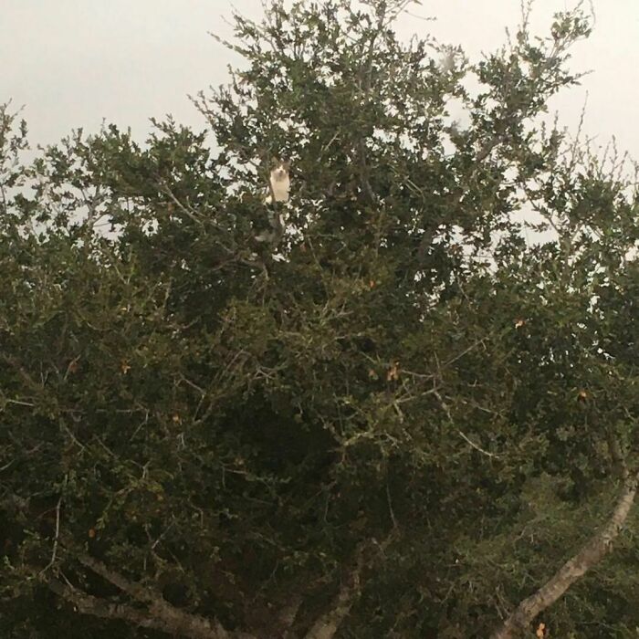 No Wind Will Stop Banjo From Getting A Bird's Eye View