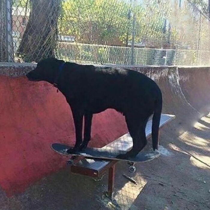 Animals-Places-They-Shouldnt-Be-Pics