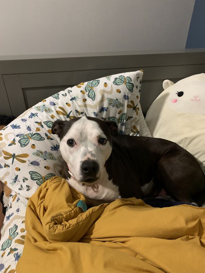 My Dog Laying On My Pillow