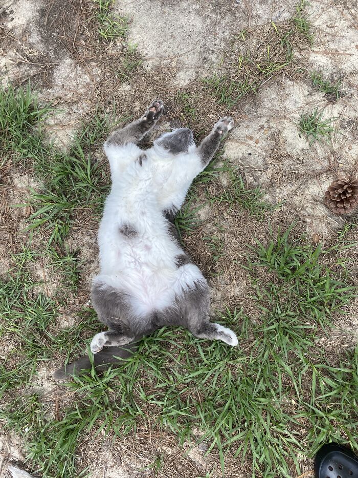 6 Years Later, I Save Her From Being Named Butterfly At The Shelter 🥰