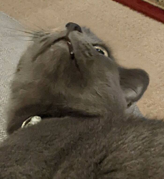 Kiki, The Most Hilarious Cat To Exist