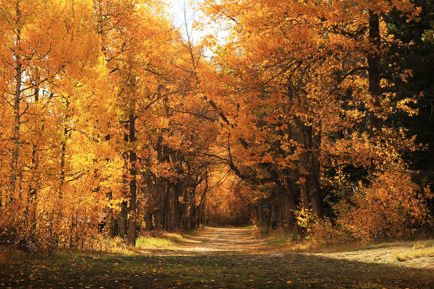 Reckless Abandon: The American West