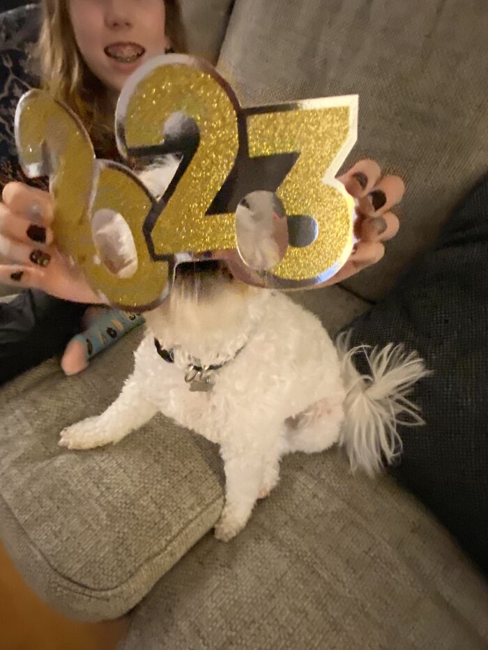 Well According To My Phone My Dog Is A Stuffy