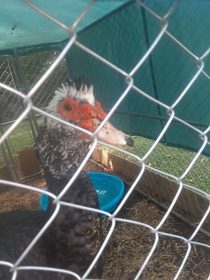 Henry The Muscovy Duck