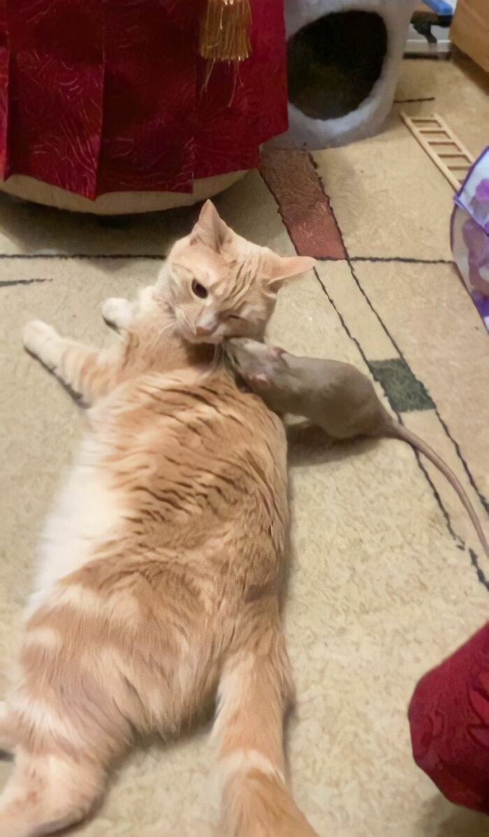 The Most Unlikely Friendship Formed Between This Cat And A Rat, Who Now Share An Inseparable Bond The Most Unlikely Friendship Formed Between This Cat And A Rat, Who Now Share An Inseparable Bond