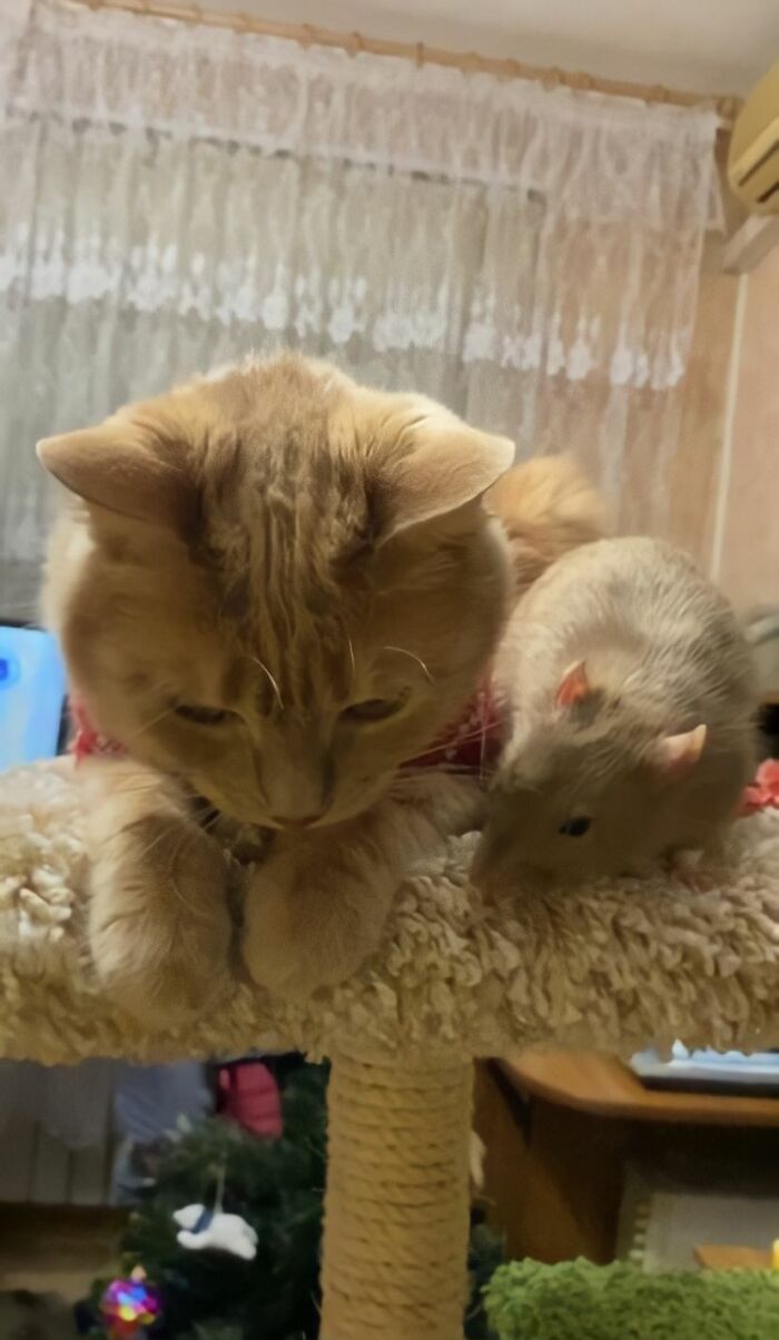 The Most Unlikely Friendship Formed Between This Cat And A Rat, Who Now Share An Inseparable Bond The Most Unlikely Friendship Formed Between This Cat And A Rat, Who Now Share An Inseparable Bond