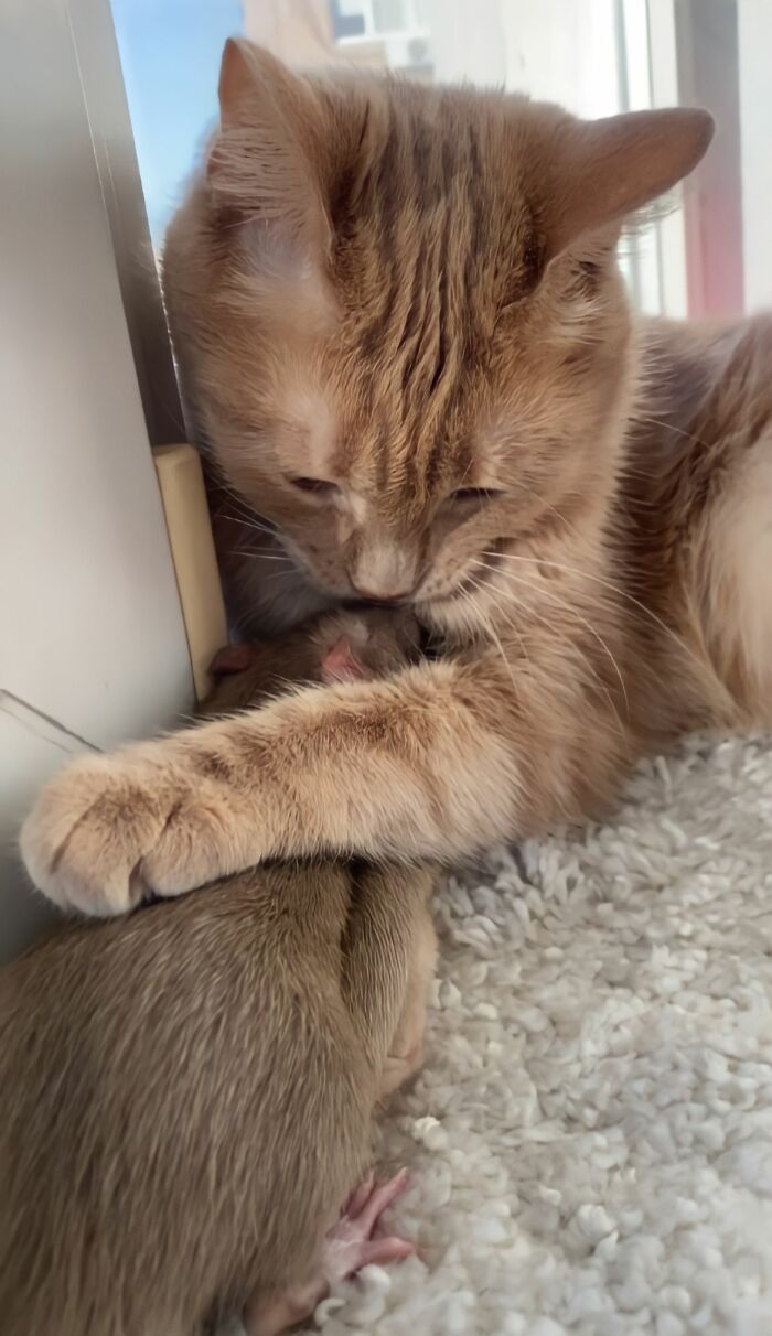 The Most Unlikely Friendship Formed Between This Cat And A Rat, Who Now Share An Inseparable Bond The Most Unlikely Friendship Formed Between This Cat And A Rat, Who Now Share An Inseparable Bond