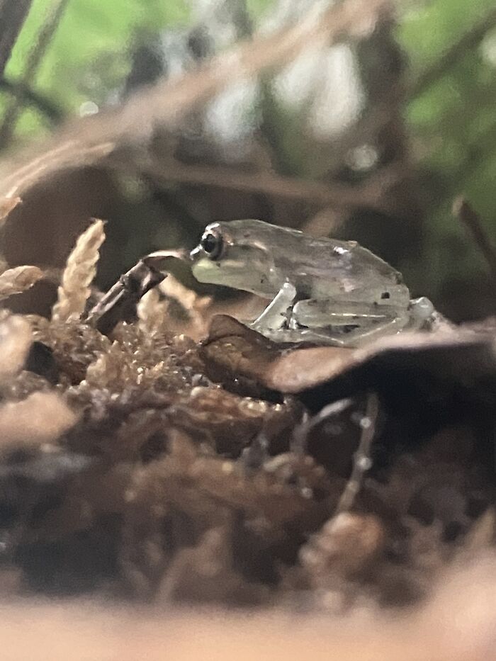 My Cat Dog, Giant Dog And Little Fwog. The Big One Is Named Tiny