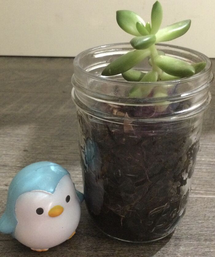 A Bit Small Considering All The Other Posts So I Added A Lovely Penguin