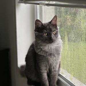 teaganmcleary avatar