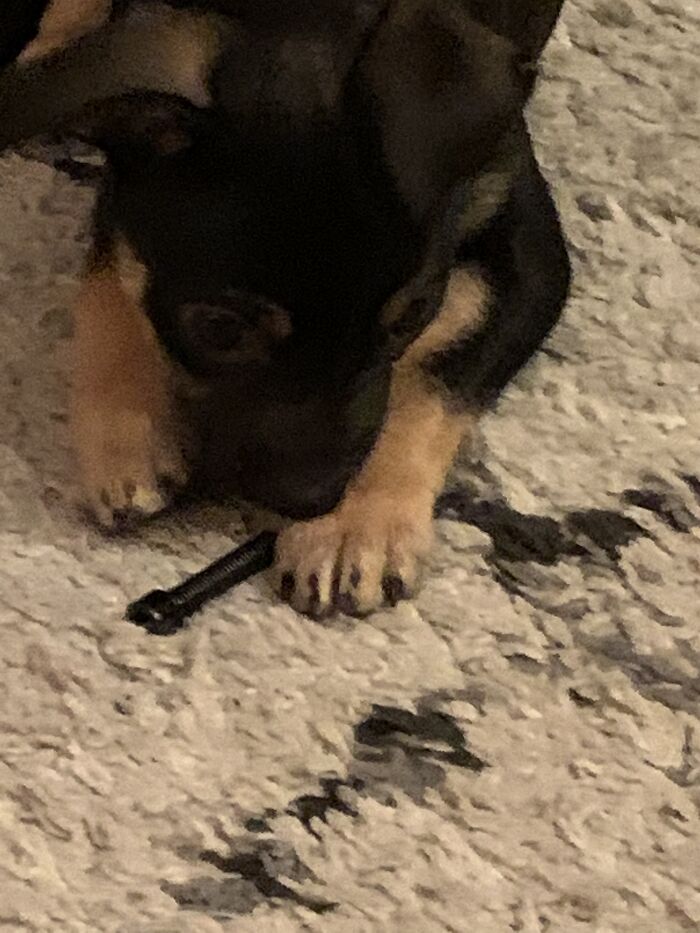 This Is Coal. And He Decided To Snatch A Screw While My Dad Was Trying To Build His Little Cot-Bed Thingy