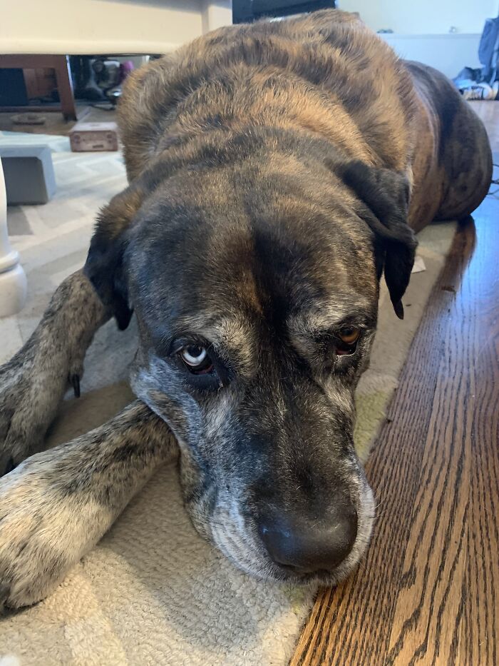 Handsome Atlas With Heterochromia