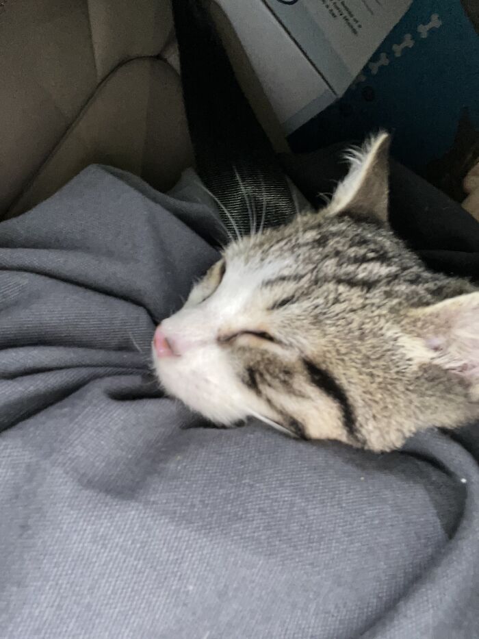 Hello, This Is Me, A 14 Yo That Will Never Have Kids And Instead Here’s A Picture Of My Cat