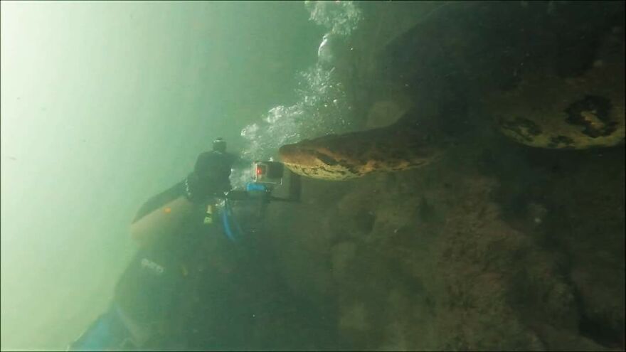 Underwater Videographer Gets Up Close With Apex Predators