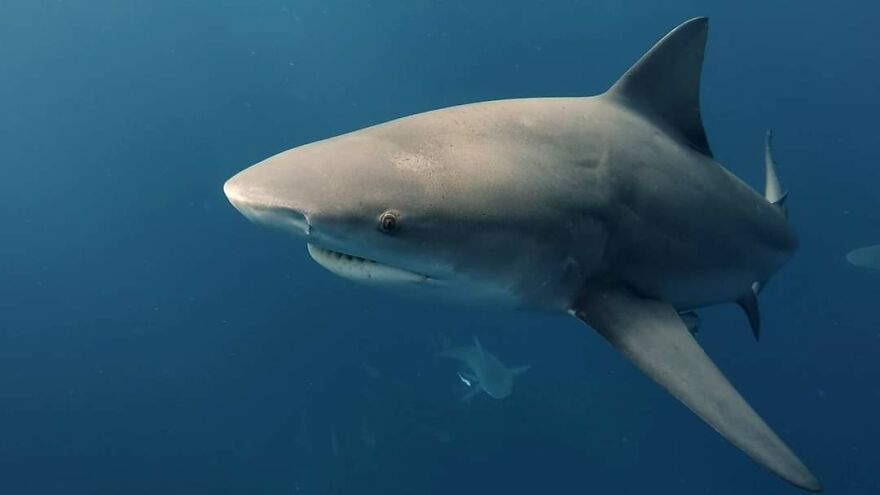Underwater Videographer Gets Up Close With Apex Predators