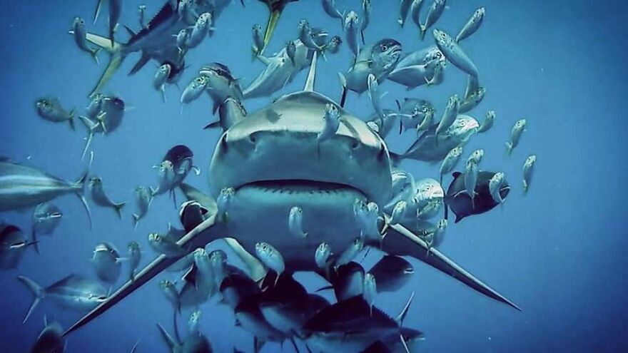 Underwater Videographer Gets Up Close With Apex Predators