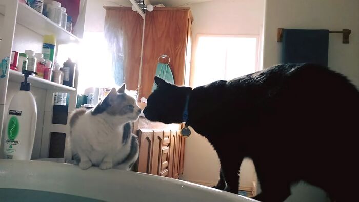 Growler (Left) & K.g. (Right). Growler Passed Away In 2022 At 15 Yrs. Old. K.g. Is The Only Baby Left To Me Now & Still Loves To Hang Out At Bath Time