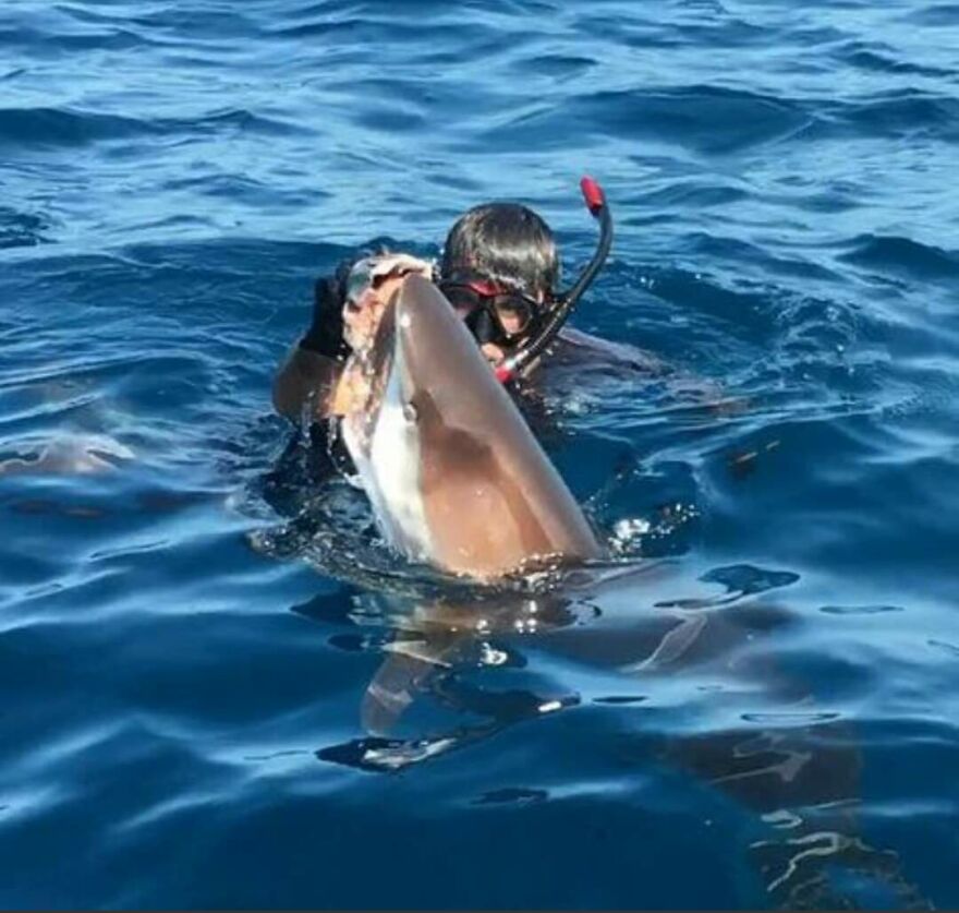 Underwater Videographer Gets Up Close With Apex Predators