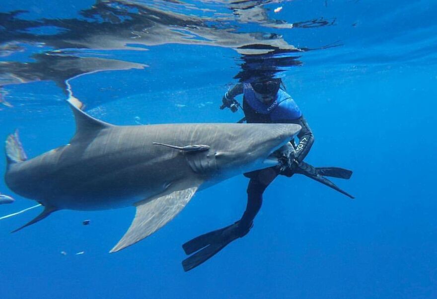 Underwater Videographer Gets Up Close With Apex Predators