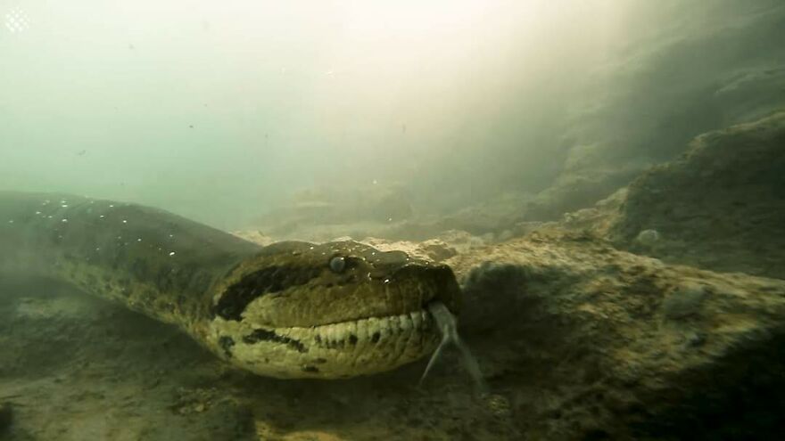 Underwater Videographer Gets Up Close With Apex Predators