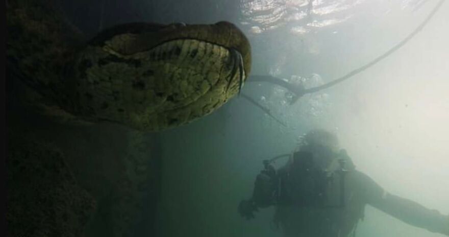 Underwater Videographer Gets Up Close With Apex Predators