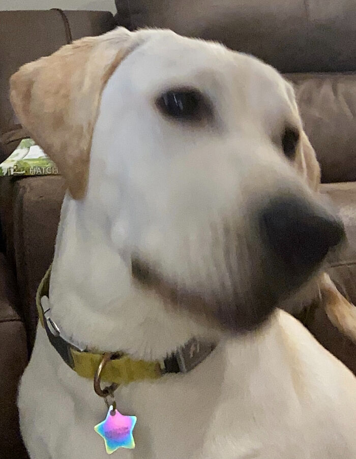 Her Name Was Pepper, She Was Very Excited To Get Her Picture Taken