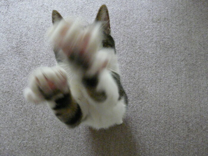 My Mum's Late Cat Loved To Be Picked Up And Kept Begging For It