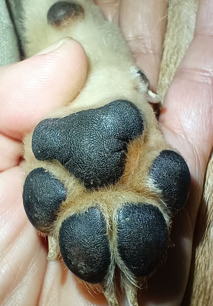 Macro Toe Beans