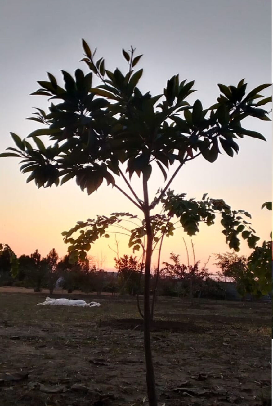 Here Are The Most Beautiful Scenes Of Plants During Sun Drowning