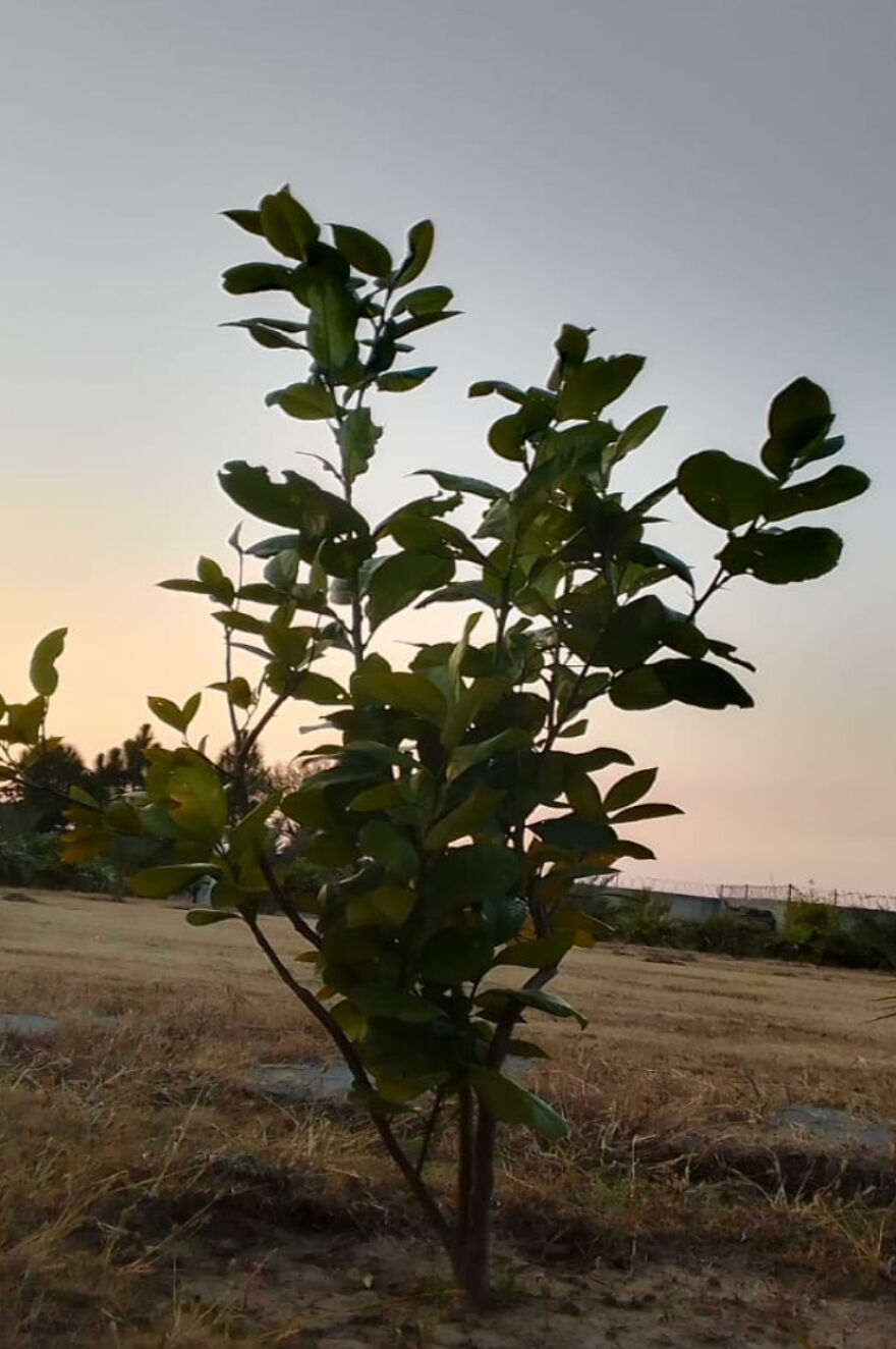 Here Are The Most Beautiful Scenes Of Plants During Sun Drowning