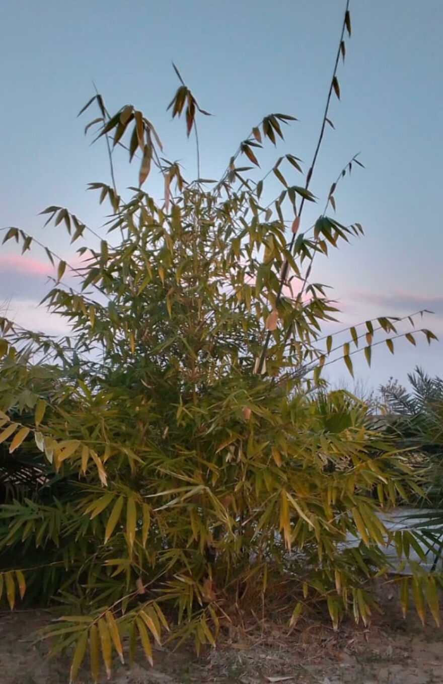 Here Are The Most Beautiful Scenes Of Plants During Sun Drowning