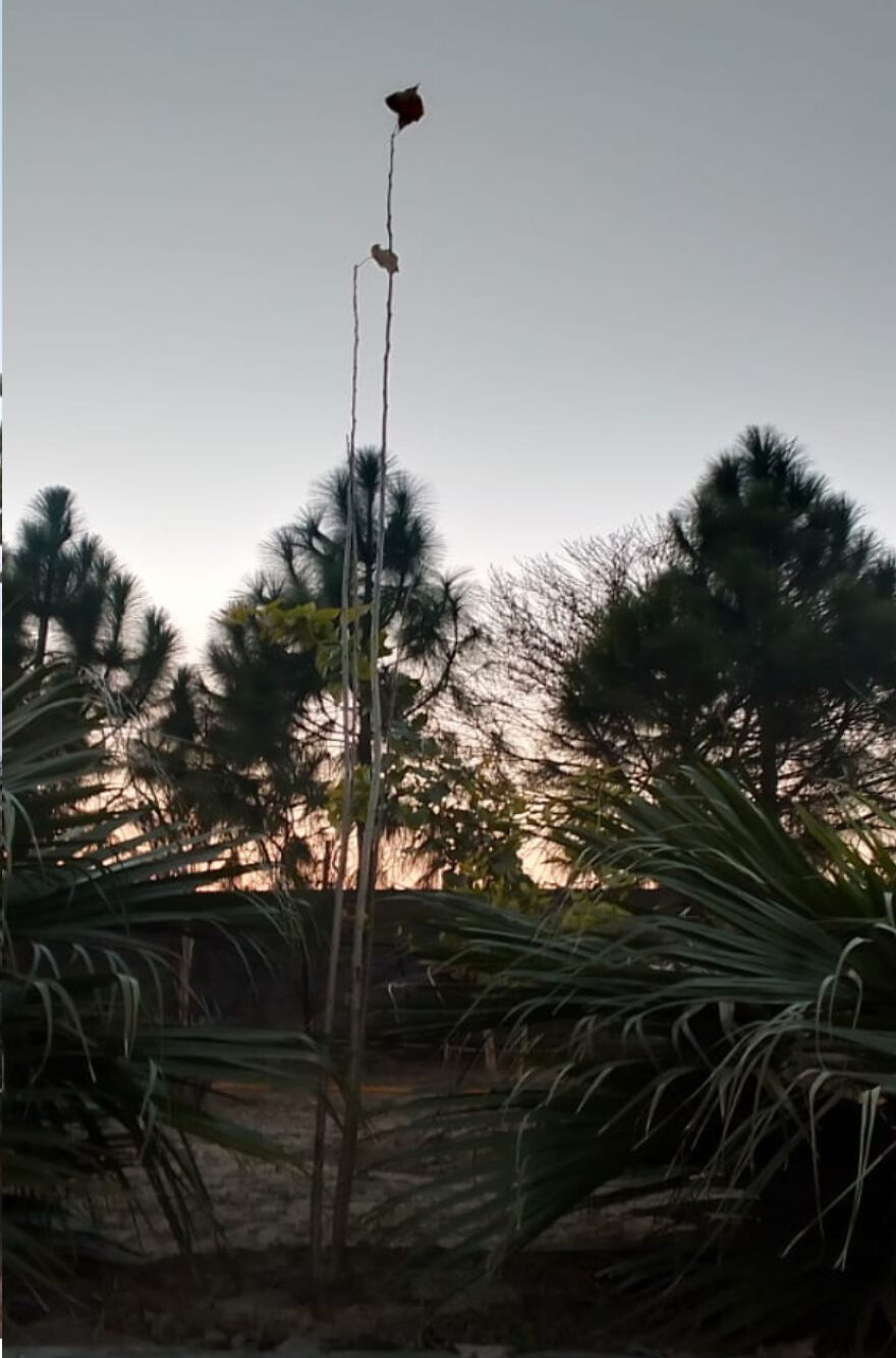 Here Are The Most Beautiful Scenes Of Plants During Sun Drowning