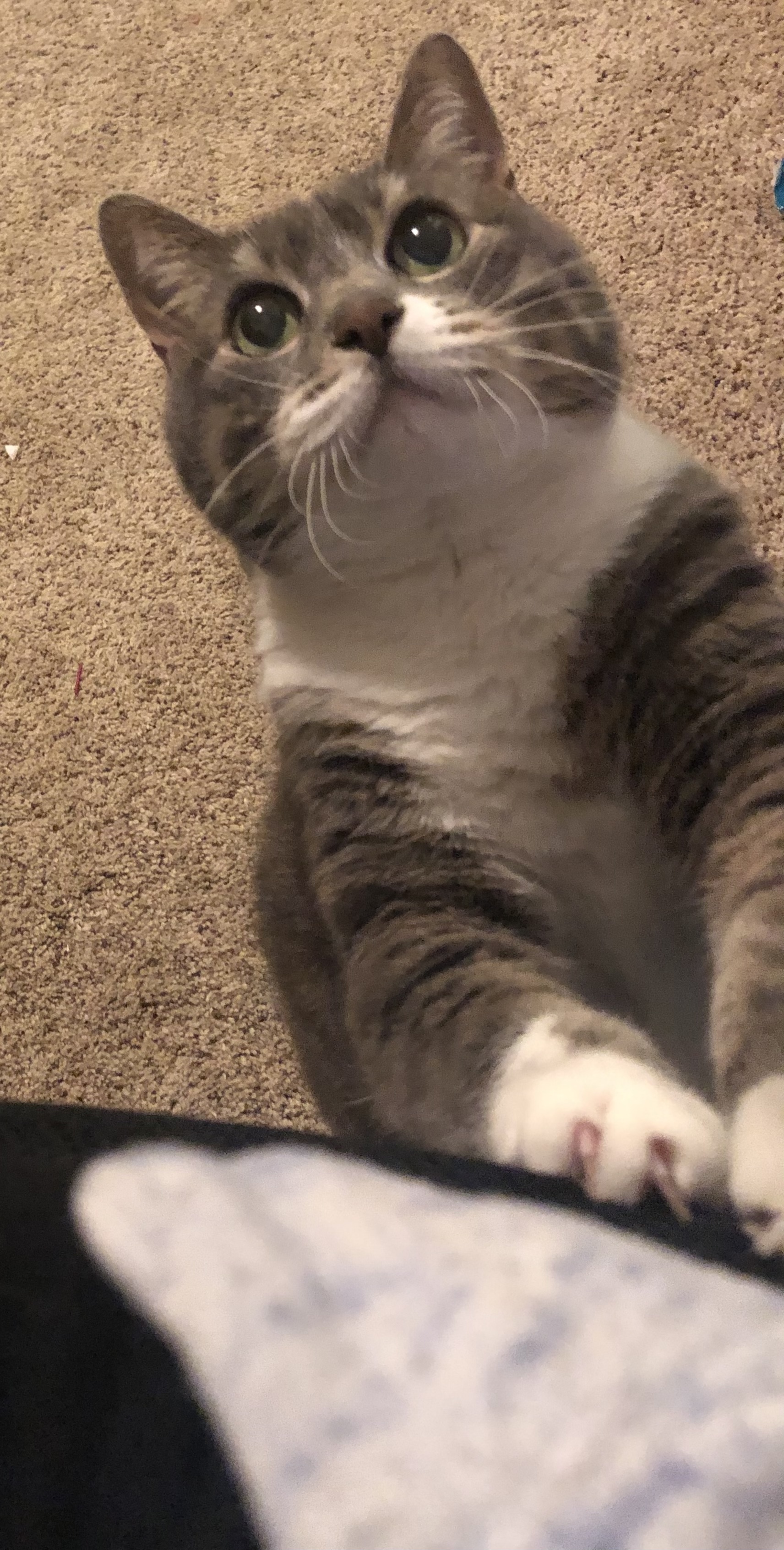 Hey Pandas, Make Your Pet A Dating Profile.