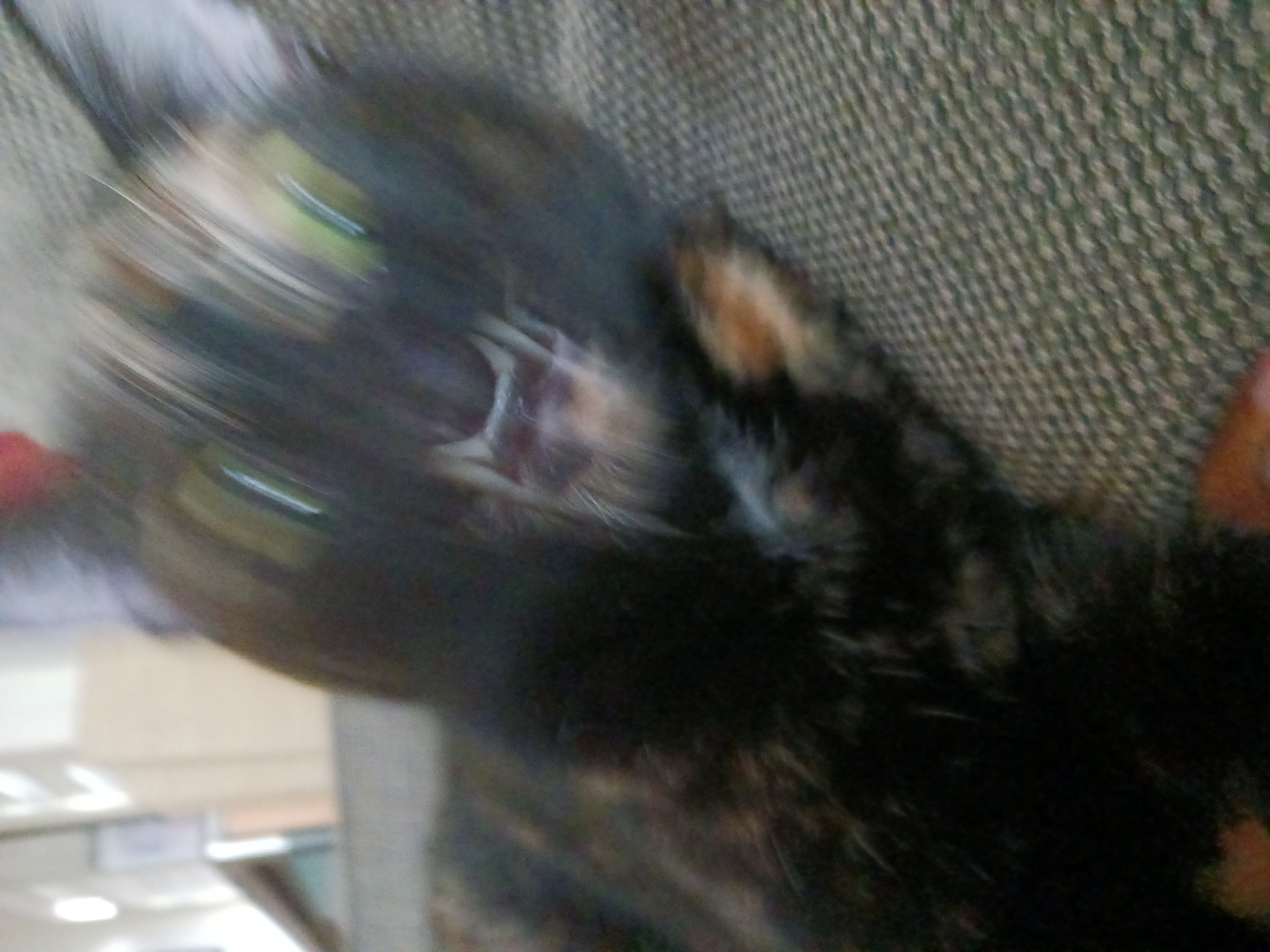 Hey Pandas, Post A Picture Of Your Cat Glitching