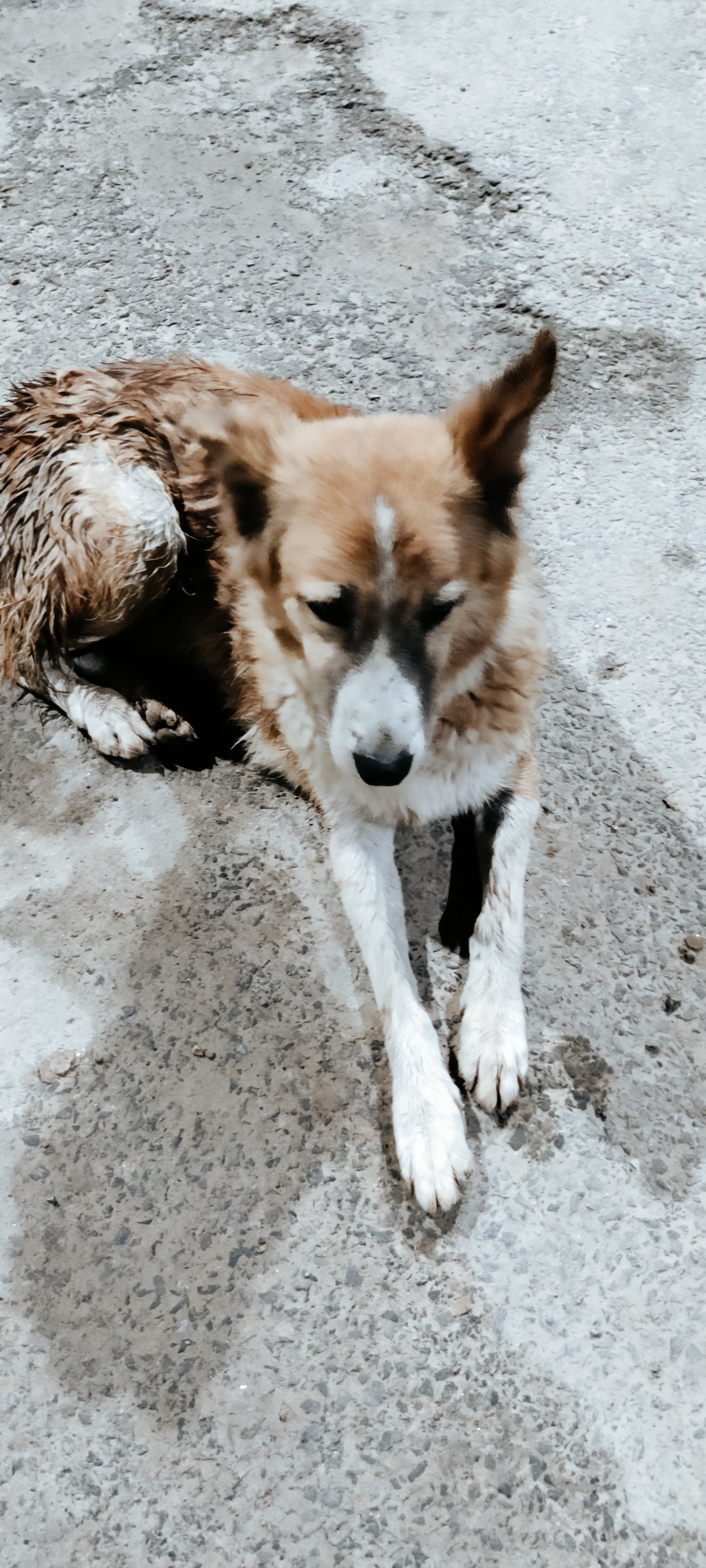 Hey Pandas, Post Pics Of Street Animal Life In Your City Or Country