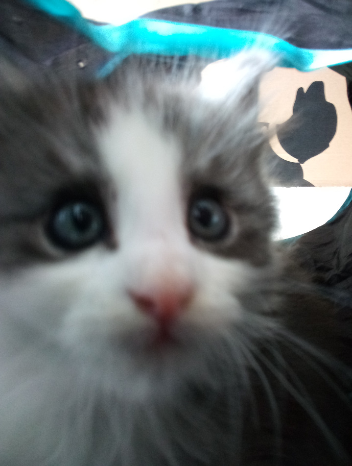 Hey Pandas, Show A Picture Of Your Cat!