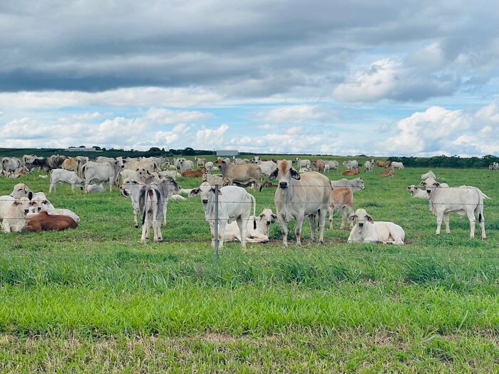 The Cattle Looked Right At Me For This