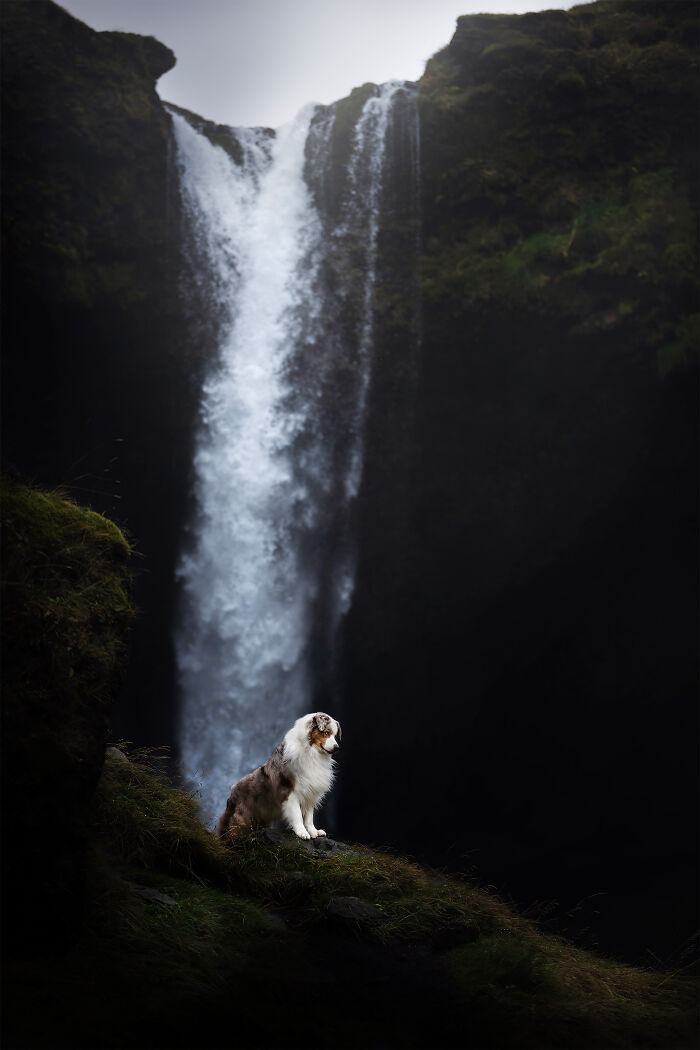 Little Lion King - Mr. Fayro In Front Of Kvernufoss