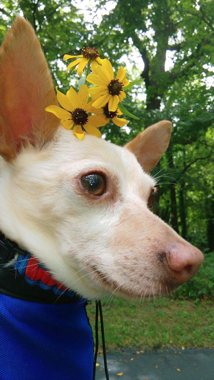 My Chi, Havoc. He Loved Being Carried In His Little Pouch!