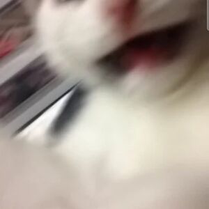 pebble-gryphon avatar