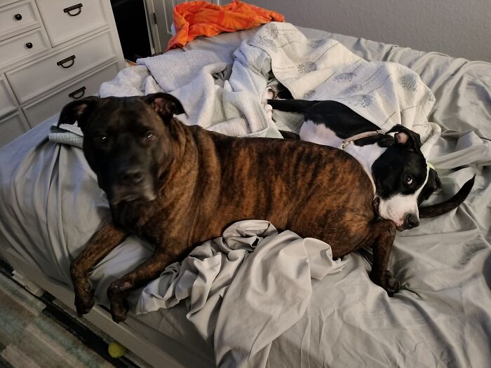 My Two Knuckleheads. Rico Was Surrendered After A Hurricane Destroyed His Owners Home. He Was Then Rehomed 3 Times Before Us. That Was 3 Years Ago. He Will Never Be Rehomed Again. Bella Was An Owner Surrender At 9m. These Are The Goofiest Most Loving Dogs I've Ever Had. I So Lucky To Be Their Hoomom