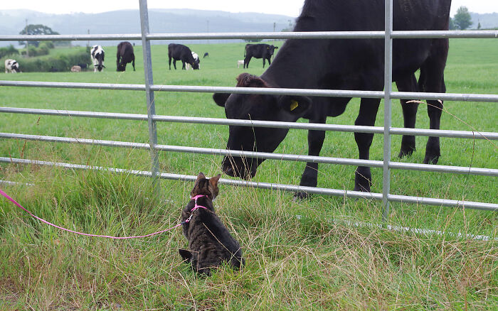 My Wife Adopted A Blind Cat That Was Rescued From The Streets Of Wrexham And This Is How Her Life Looks Now
