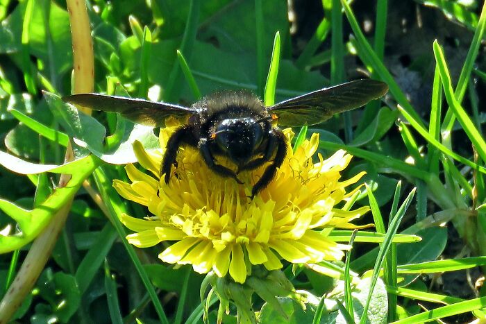 Bumblebee, Taken On The First Day Of The New Year, Spring Instead Of Snow