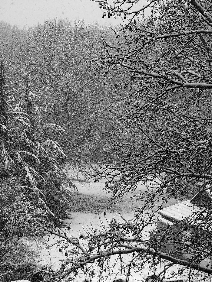 Second Snow This Year, Behind My House
